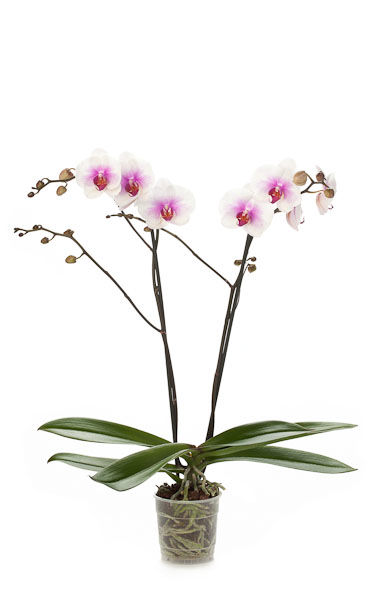 Орхидею купить в интернет магазине корзина голубых цветов купить